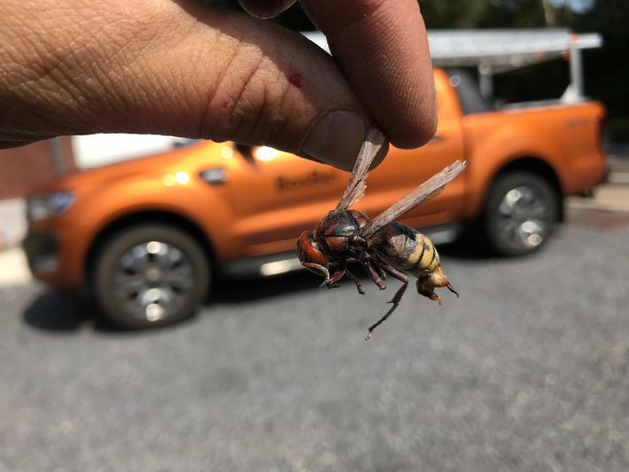 Zijn hoornaars gevaarlijk?