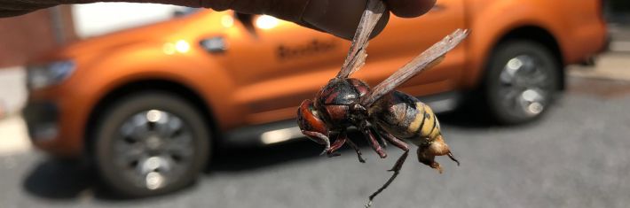 Zijn hoornaars gevaarlijk?