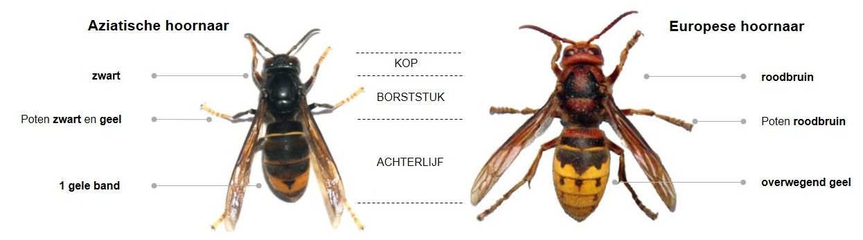 Wat is het verschil tussen de Europese hoornaar en de Aziatische hoornaar?
