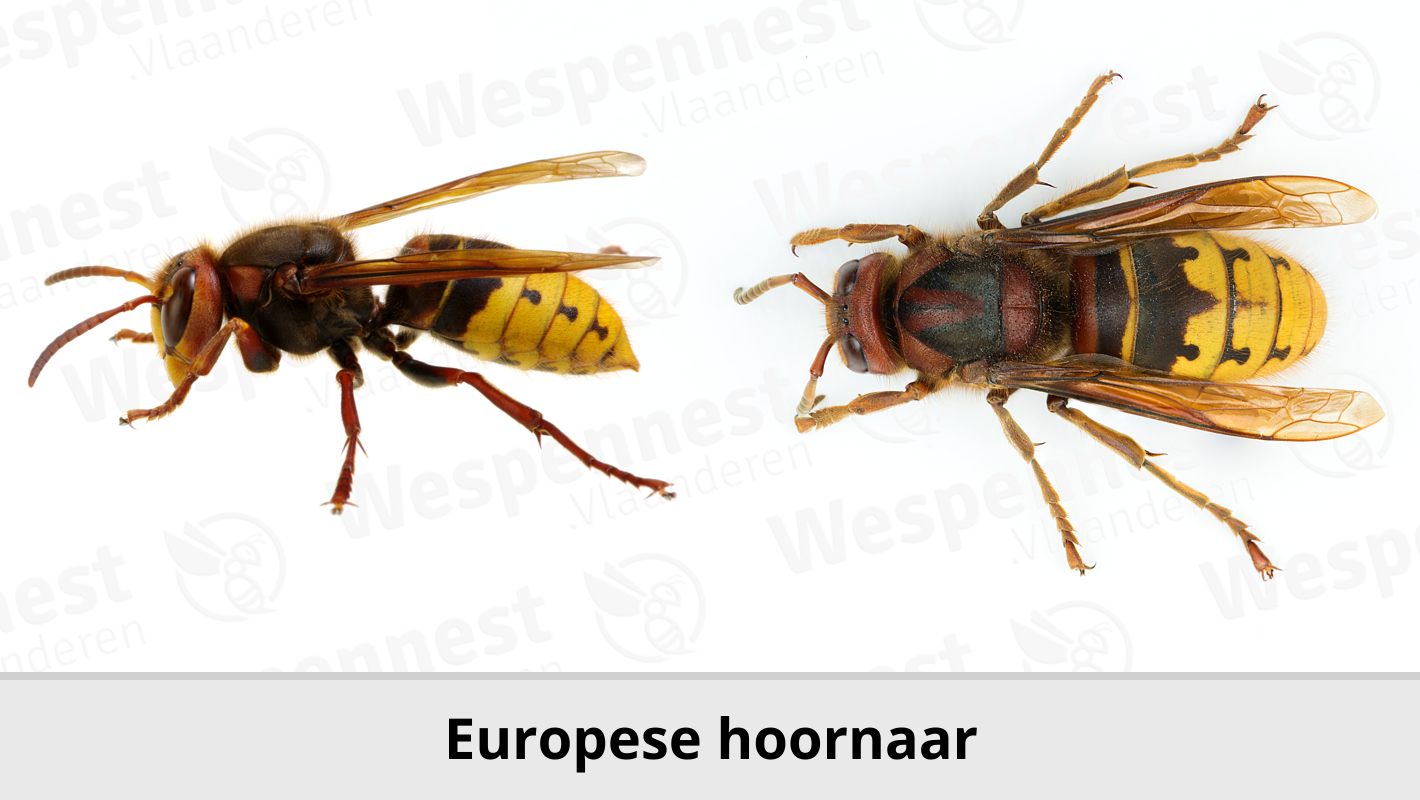 Europese hoornaar