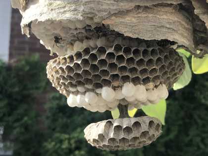 Hoe ziet een wespennest er aan de binnenkant uit?