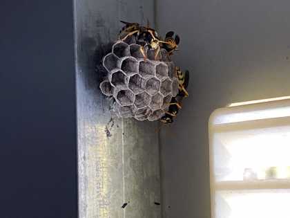 Wanneer bouwen wespen hun nest?