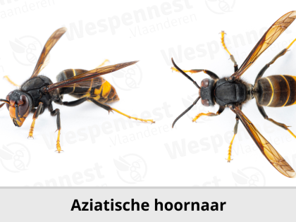 De hoornaar: een grote wesp